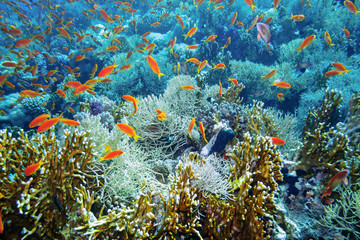 Underwater world. A very beautiful coral reef with lots of fish in the Ras Mohammed Reserve. © Sergey