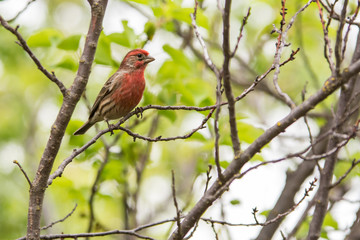 Red house finch bird perched on small twigs. .