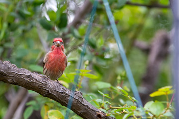 Red house finch bird perched on small twigs. .