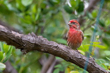 Red house finch bird perched on small twigs. .