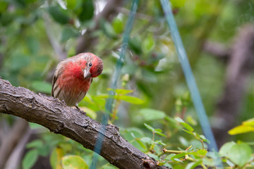 Red house finch bird perched on small twigs. .