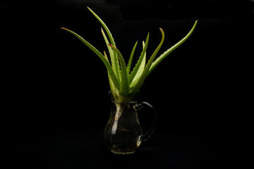 aloe-vera plant rooting in a jug with water