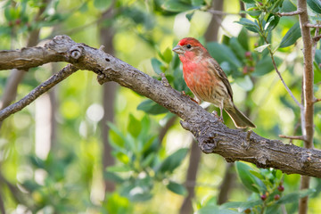 Red house finch bird perched on small twigs. .
