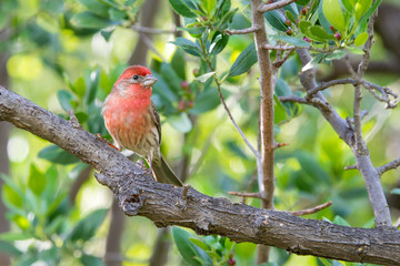 Red house finch bird perched on small twigs. .