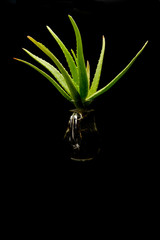 aloe-vera plant rooting in a jug with water