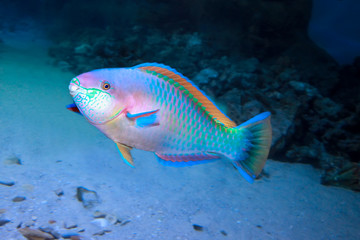 Colorful Daisy parrotfish (Chlorurus sordidus) on the coral reef.