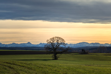 Fototapeta premium Tree in front of an alpine panorama in the evening with the foehn weather