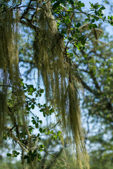 Bearded lichen growing on oak trees in canopy .
