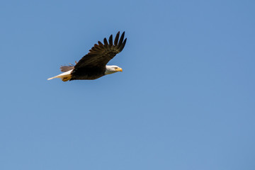 Bald eagle flying with plain blue background .