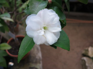 white flower