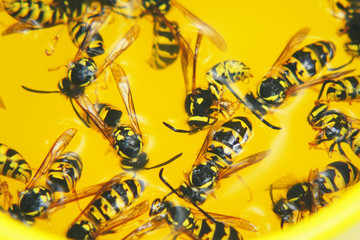Dead wasps in a yellow glass close-up