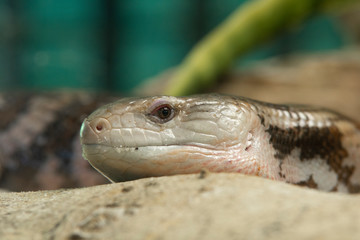 Closeup of the head of a lizard
