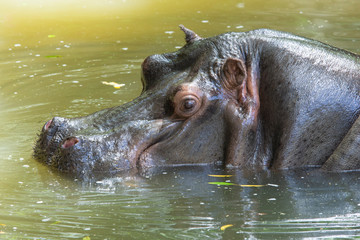 Closeup of the head of a hippopotamus in a pond.