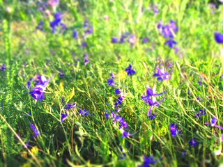 field of blue flowers