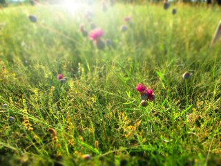 field of poppies