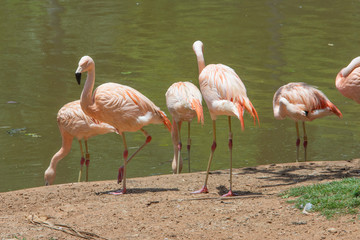 Pink flamingoes beside a lake in a zoo.