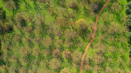 Aerial drone photo of beautiful park of Syggrou with rare trees and beautiful nature, Marousi, North Athens, Greece