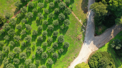 Aerial drone top down photo of beautiful nature in Greenwich park, London, United Kingdom
