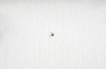 Small spider running on the floor. Insects in the flat.
