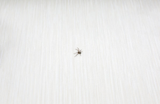 Small spider running on the floor. Insects in the flat.