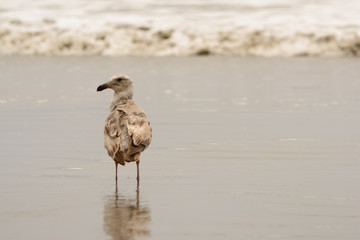 Sea gull watching the waves from the beach.