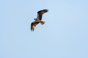 Osprey bird flying with blue sky .