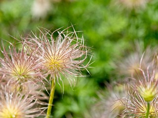 Spring blooms