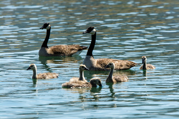 Family of canadian geese swimming in water .