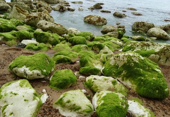 Rock Moss