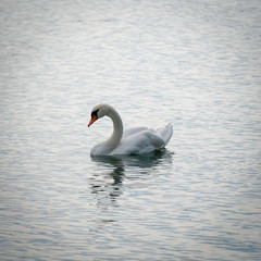 Swans on Chiemsee Lake. Bavaria, Germany