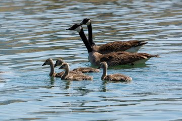 Family of canadian geese swimming in water .