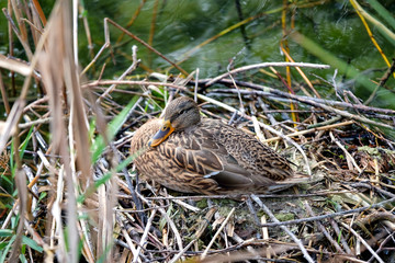 Duck in a nest on Chiemsee lake. Bavaria, Germany