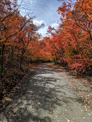 Colorful autumn trees in the Red Butte Garden.