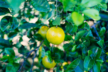 Orange hanging on a branch with green leaf as background