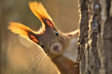 Foto op Aluminium Portret Euraziatische rode eekhoorn gluurt nieuwsgierig uit van achter een boom, sciurus vulgaris © Martin
