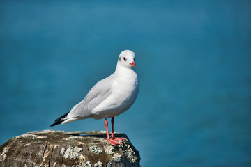 Seagull on Chiemsee Lake. Bavaria, Germany
