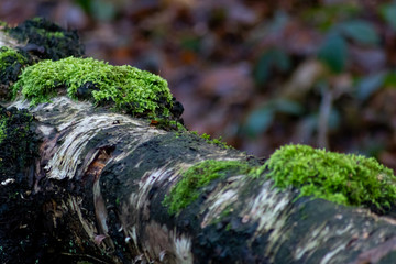 Old fallen tree with green moss in vibrant outdoor adventure colors shows natural decay and tree decomposition in healthy forest ecosystem wilderness and woodland jungle green close-up low angle