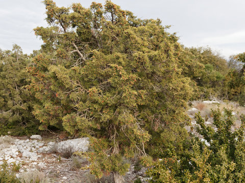 (Juniperus phoenicea) Gen&eacute;vrier de Ph&eacute;nicie ou gen&eacute;vrier de Lycie arbrisseau buissonant aux petites feuilles &eacute;caill&eacute;es et baies brun marron-rouge &agrave; maturit&eacute;