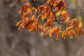 Im Gegenlicht mit Sonnenschein leuchtendes Herbslaub als goldener Herbst mit bunten Blättern, Blattadern und farbenfrohen Blättern im Indian Summer und schönster Jahreszeit