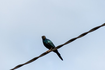 Greater blue-eared glossy starling on telephone wires, Entebbe, Uganda