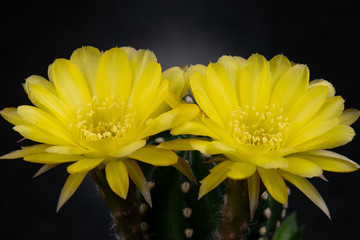 Fototapeta premium Cactus Flower Pictures Beautiful Blooming In Colorful.