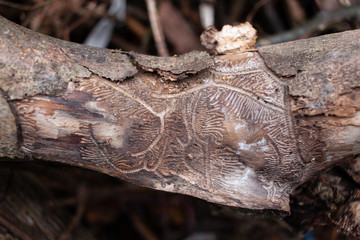 close up of a trunk