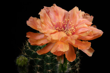 Cactus Flower Pictures Beautiful Blooming In Colorful.