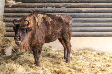 Majestätischer Wisent, Bison oder Büffel als bedrohte Tierart aus der Eiszeit zeigt Stärke und Größe mit Hörnern und dichtem Winterfell perfekt für kalte Winter gerüstet