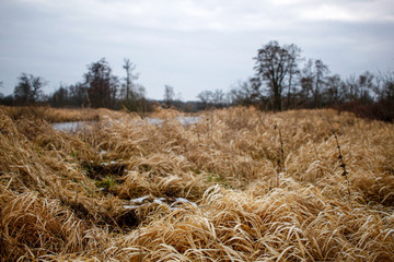 Fototapeta premium river in winter through grasslands