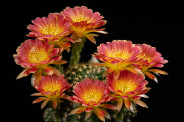 Cactus Flower Pictures Beautiful Blooming In Colorful.