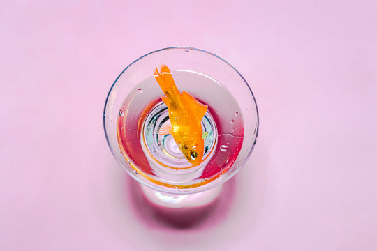 Goldfish swimming in a coupe glass