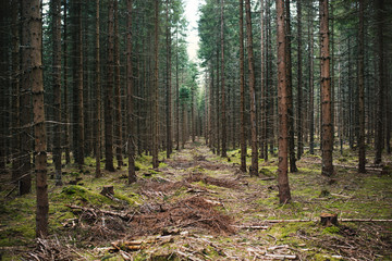 Young forest after logging by harvester in the Czech mountains called Sumava national park.  - 310030741