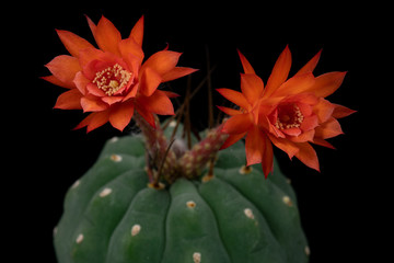 Cactus Flower Pictures Beautiful Blooming In Colorful.