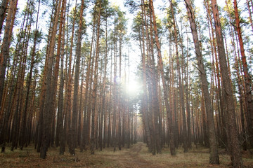 Obraz premium Forest. Path in the forest. Oak Leaf. Walk in nature.